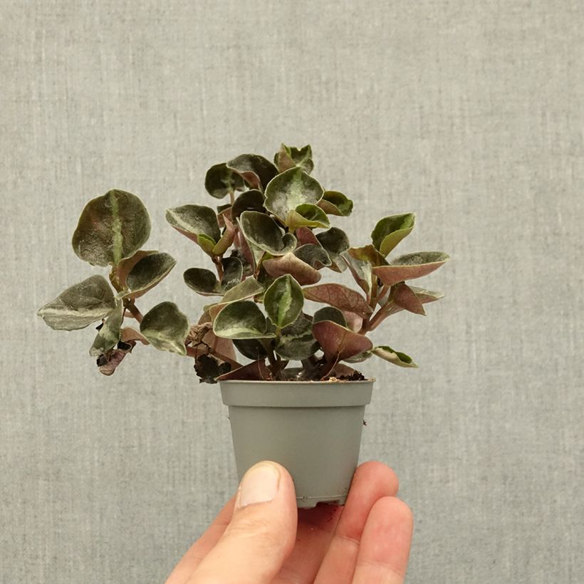 Amostra de Peperómia metallica Colombiana Miniplanta tal como entregue na primavera