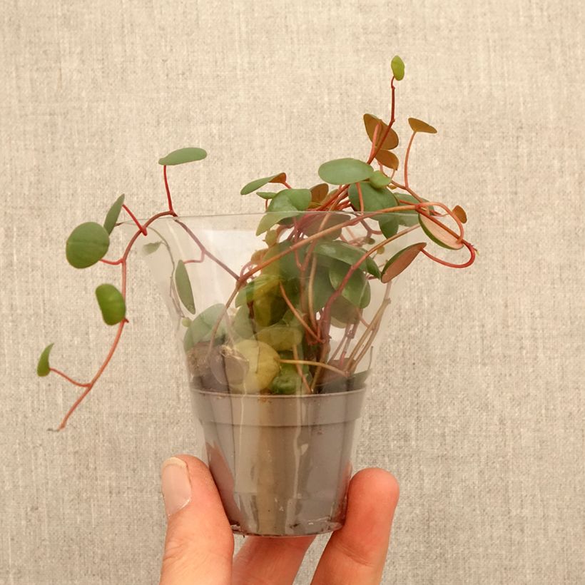 Amostra de Peperómia Pepperspot Miniplanta tal como entregue na primavera