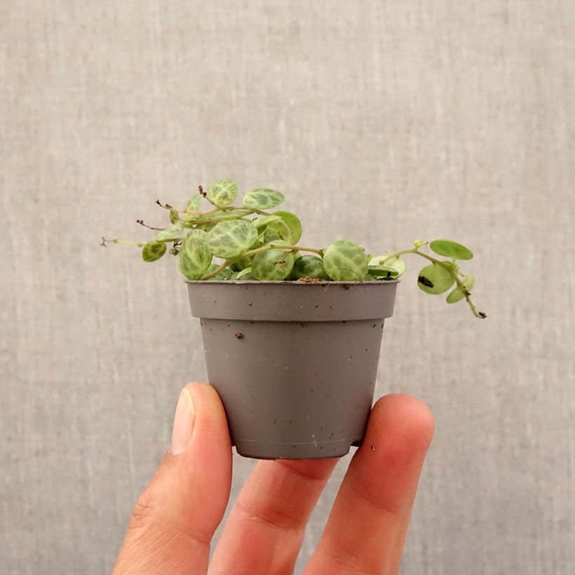 Amostra de Peperomia prostrata Mini-plante tal como entregue na primavera