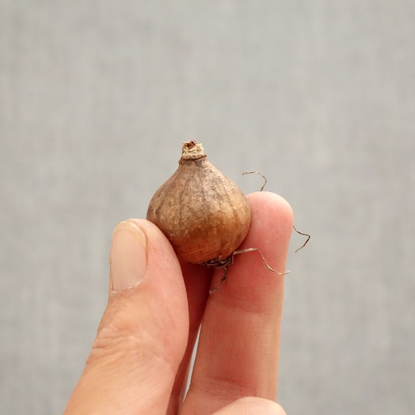 Amostra de Perce-neige double - Galanthus nivalis Blewbury Tart Bulbo size 5+ tal como entregue na primavera