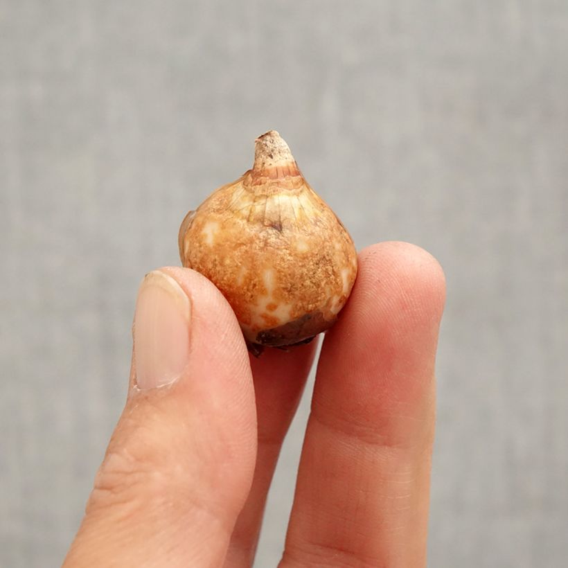 Amostra de Perce-neige double - Galanthus nivalis Dionysus Bulbo size 6+ tal como entregue na primavera