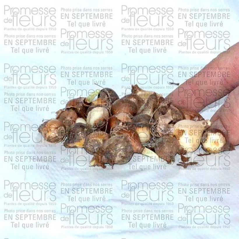 Exemplo de amostra de Galanthus nivalis f.pleniflorus Flore Pleno - Campainha-de-inverno Bulbo Calibre 5+ tal como entregue