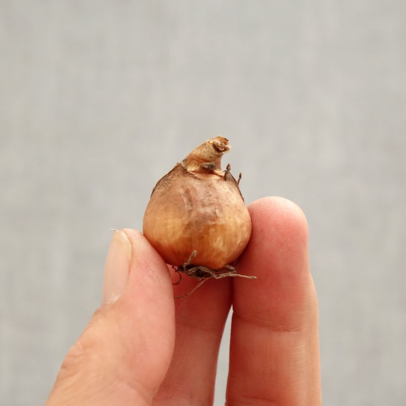 Amostra de Perce-neige double - Galanthus nivalis Flore Pleno Bulbo size 5+ tal como entregue na primavera
