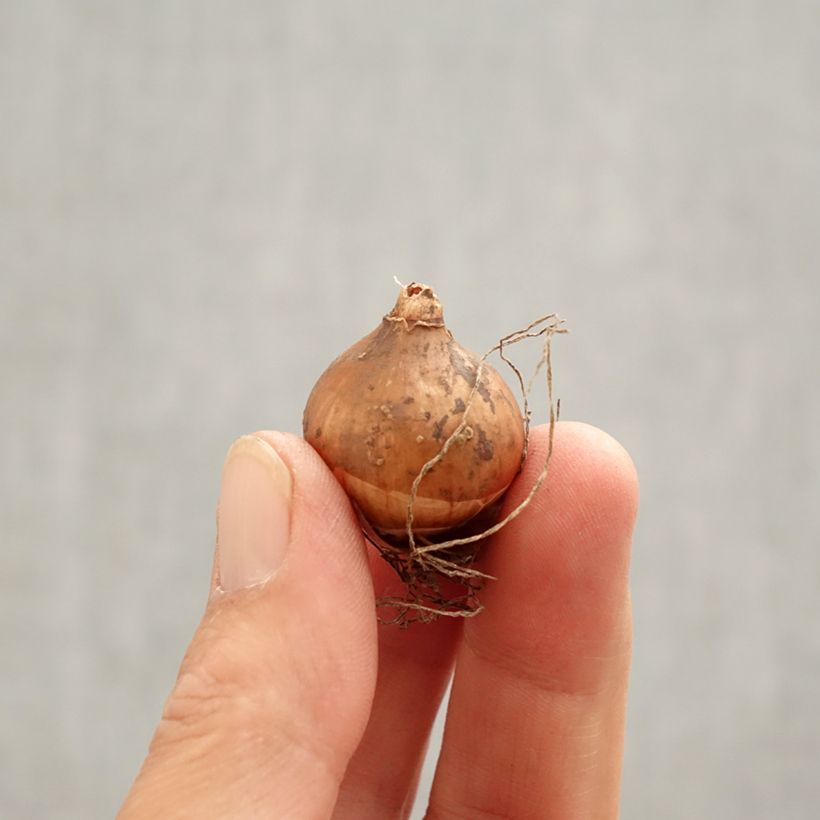 Amostra de Galanthus elwesii - Campainha-de-inverno Bulbo Calibre 4/4,5 tal como entregue na primavera