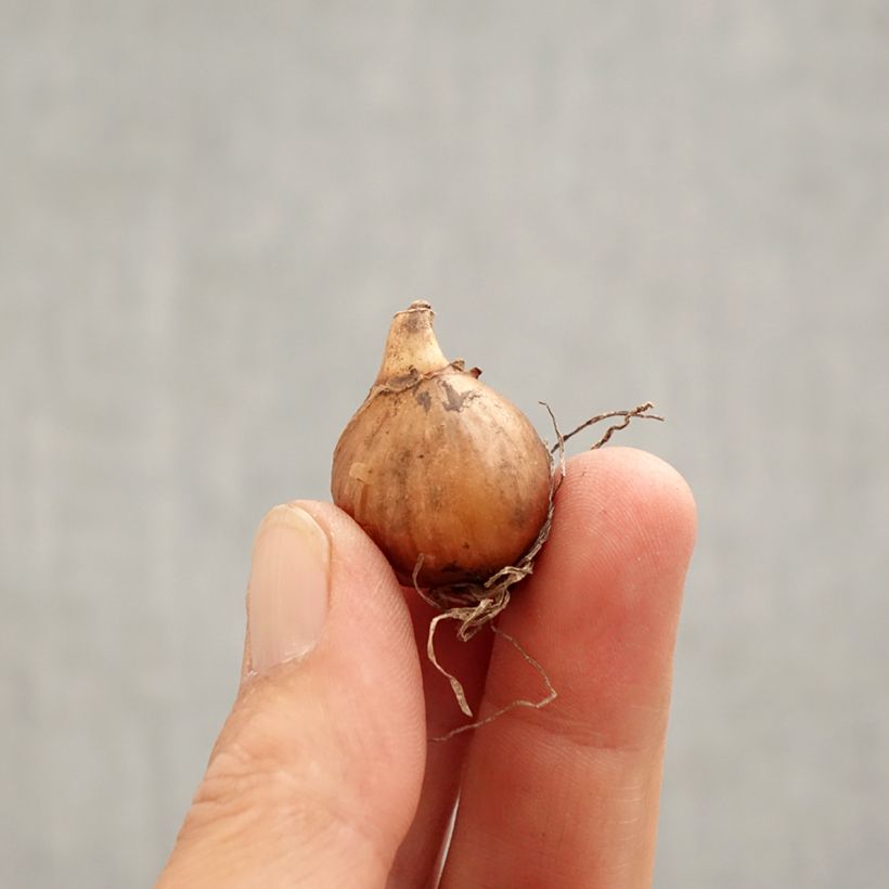 Amostra de Perce-neige - Galanthus nivalis Bulbo size 5+ tal como entregue na primavera