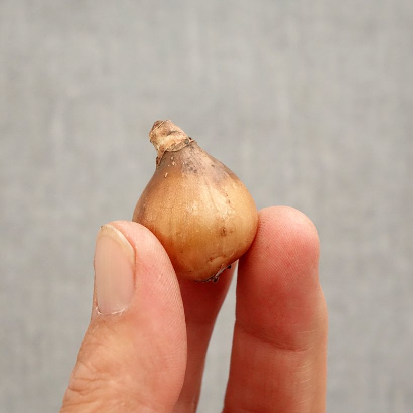 Amostra de Perce-neige - Galanthus Primrose Warburg Bulbo size 6+ tal como entregue na primavera