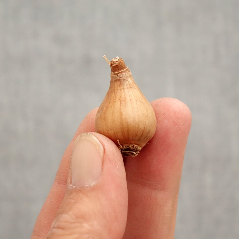 Amostra de Perce-neige - Galanthus woronowii Bulbo size 7+ tal como entregue na primavera
