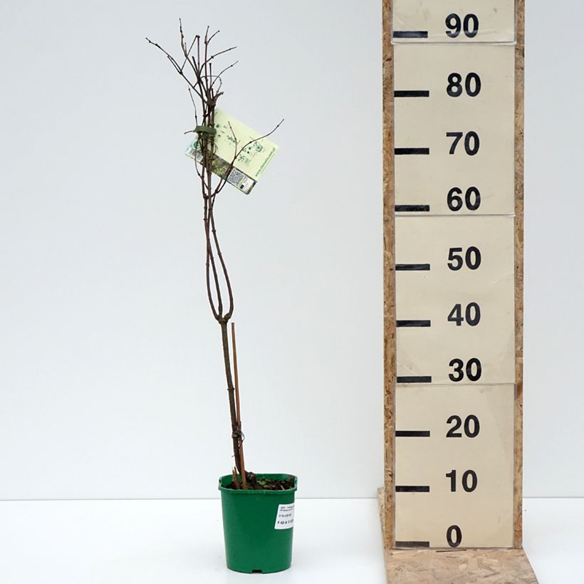 Amostra de Periploca graeca - Périploque de Grèce Vaso de 2 L/3 L tal como entregue no inverno