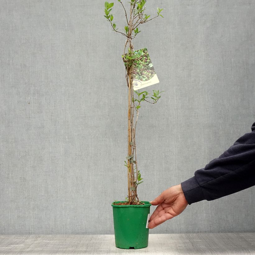 Amostra de Periploca graeca Vaso de 2 L/3 L tal como entregue na primavera