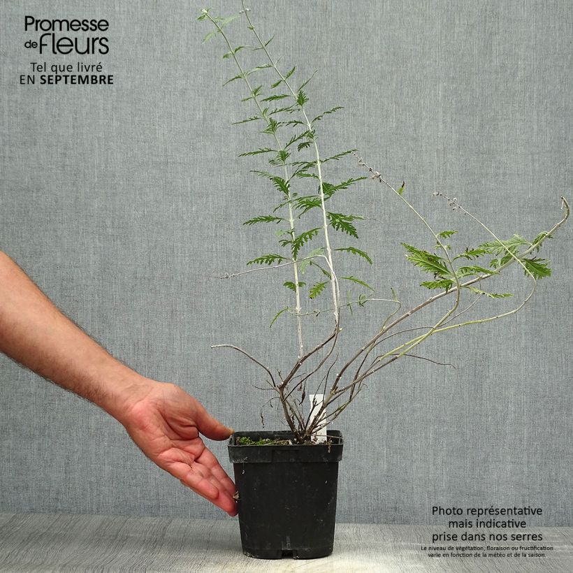 Amostra de Perovskia atriplicifolia Blue Spire Vaso de 2 L/3 L tal como entregue no outono