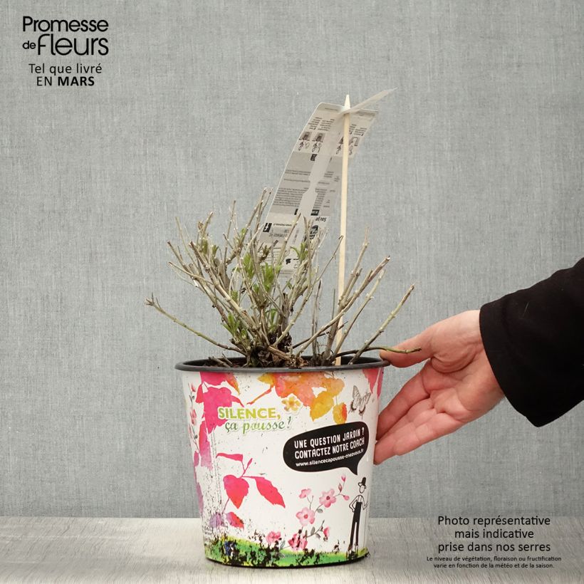 Amostra de Perovskia atriplicifolia Blue Spire Vaso de 4 L/5 L tal como entregue na primavera