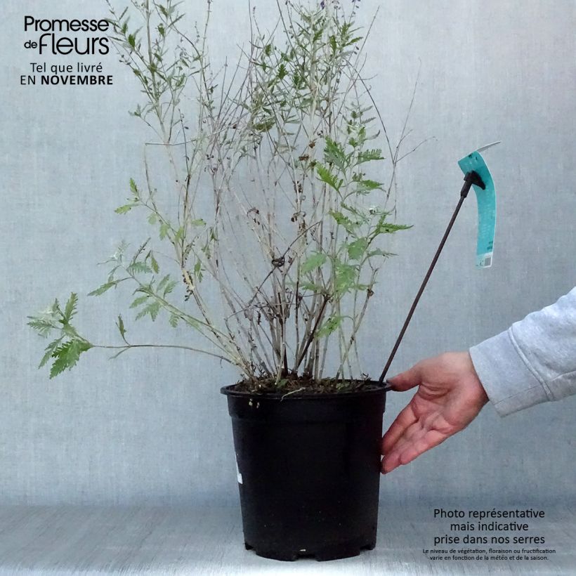 Amostra de Perovskia atriplicifolia Blue Spire - Sauge de Sibérie Pot de 4L/5L tal como entregue no outono