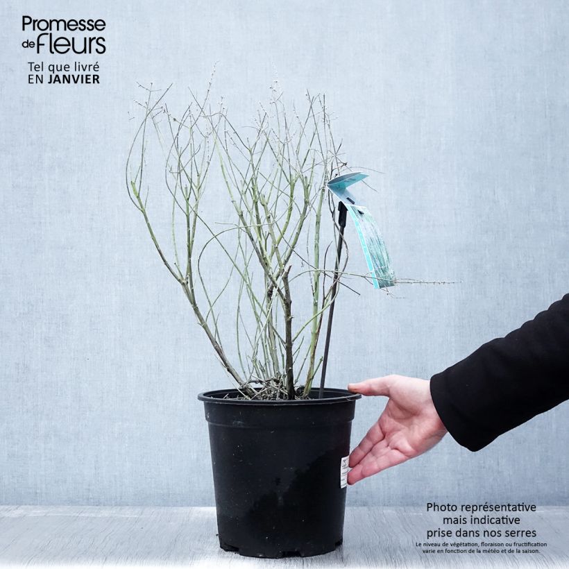 Amostra de Perovskia atriplicifolia Blue Spire Vaso de 4 L/5 L tal como entregue no inverno