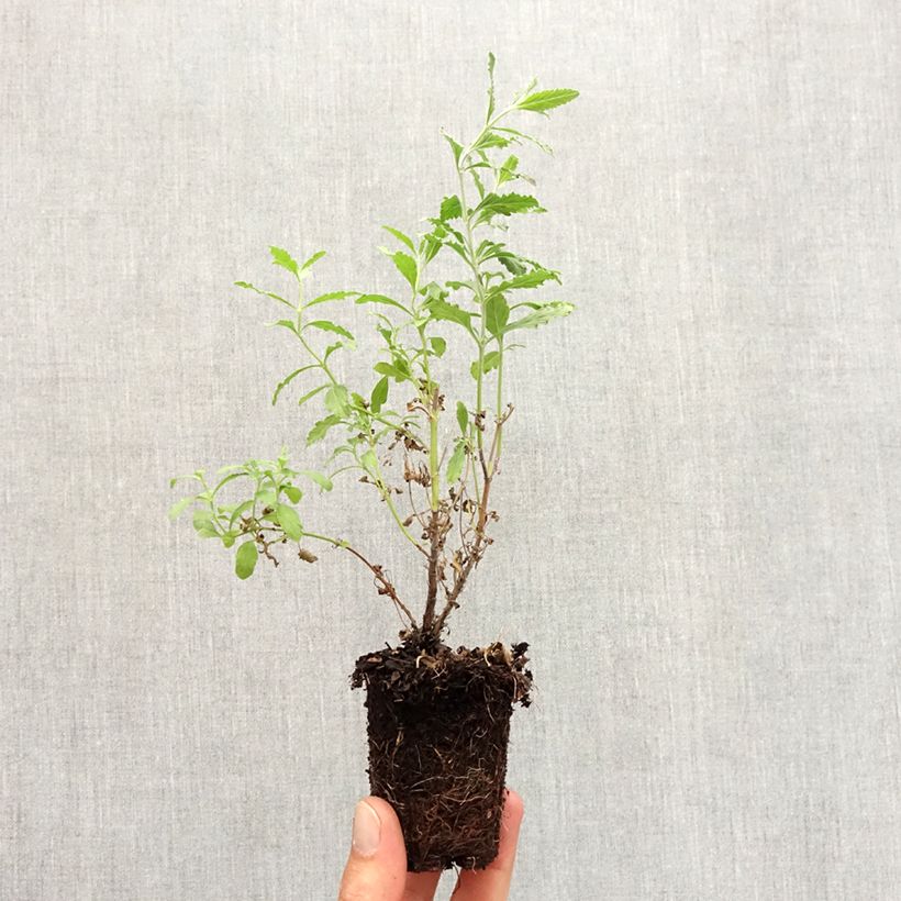 Amostra de Perovskia atriplicifolia Blue Steel Torrão de 5 cm x 7 cm tal como entregue no outono