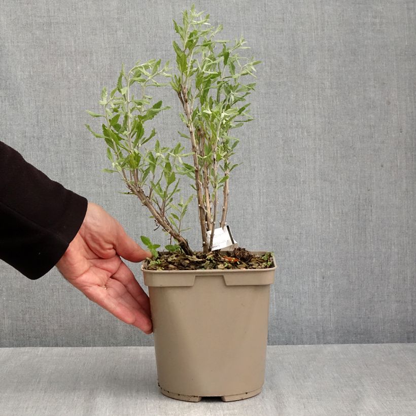 Amostra de Perovskia atriplicifolia Blue Steel Vaso de 2 L/3 L tal como entregue no outono