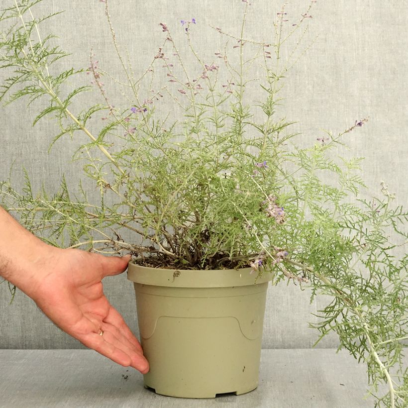 Amostra de Perovskia atriplicifolia Feathery Blue - Sálvia-russa Vaso de 3 L/4 L tal como entregue no verão