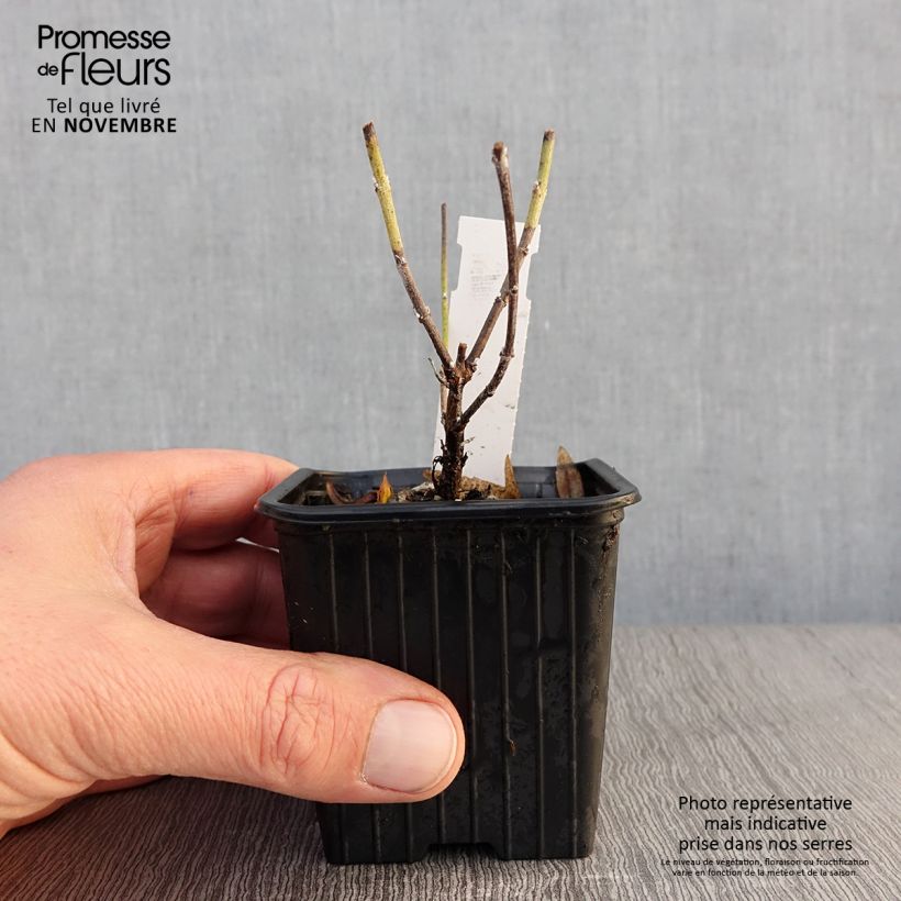 Amostra de Perovskia atriplicifolia Lacey Blue Vaso de 8/9 cm tal como entregue no outono
