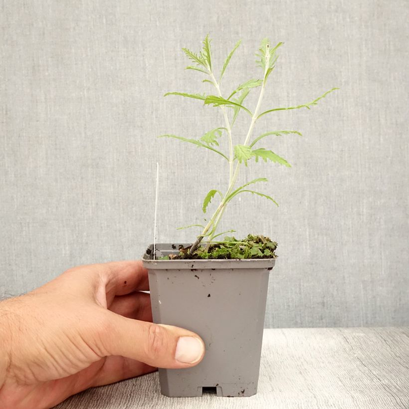 Amostra de Perovskia atriplicifolia Lacey Blue Vaso de 8/9 cm tal como entregue no verão
