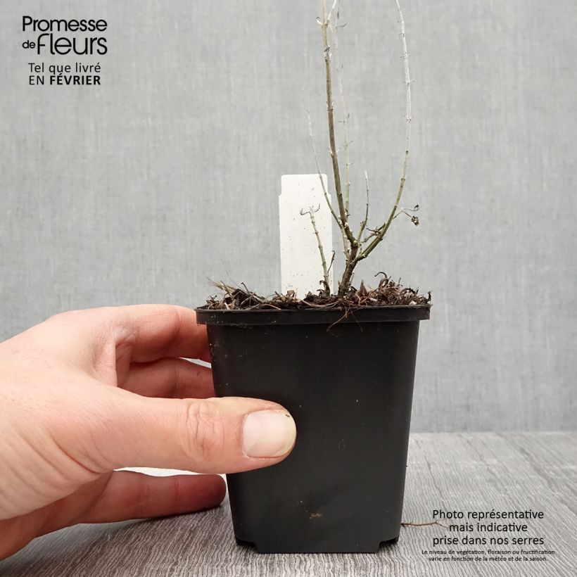 Amostra de Perovskia atriplicifolia Lacey Blue Vaso de 8/9 cm tal como entregue no inverno