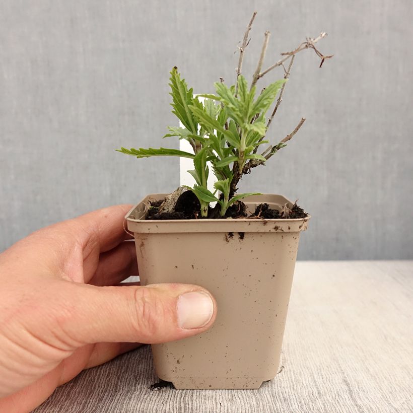 Amostra de Perovskia atriplicifolia Lacey Blue Vaso de 8/9 cm tal como entregue na primavera