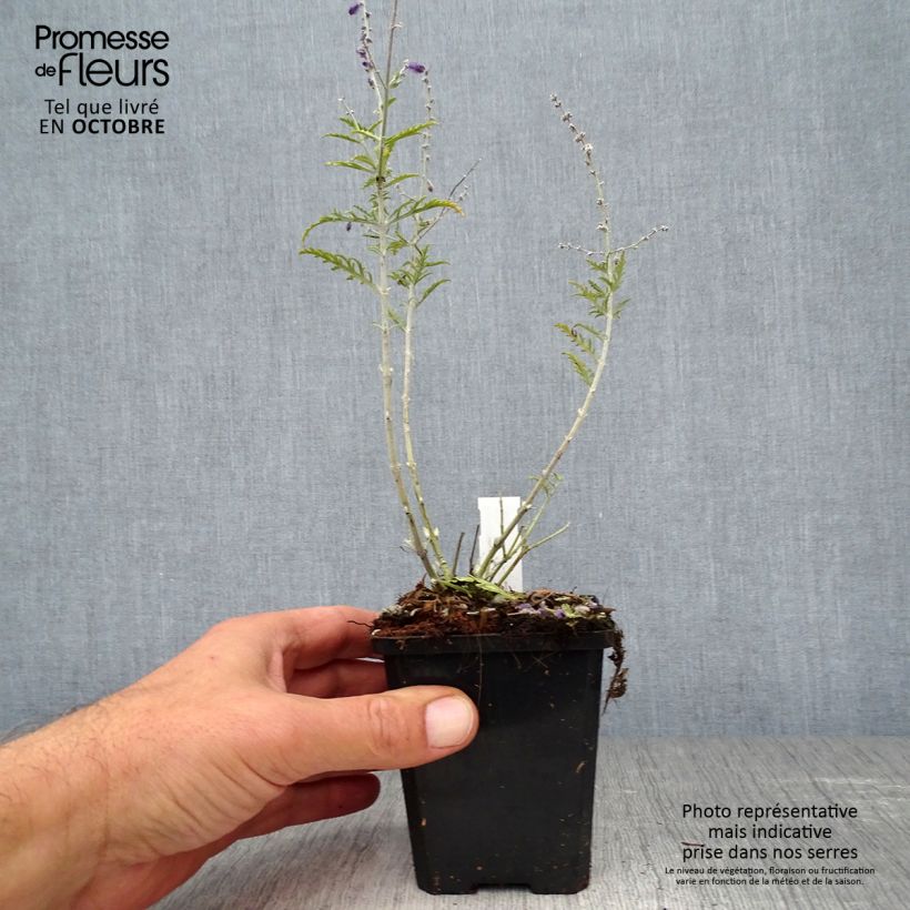 Amostra de Perovskia atriplicifolia Little Spire Vaso de 8/9 cm tal como entregue no outono
