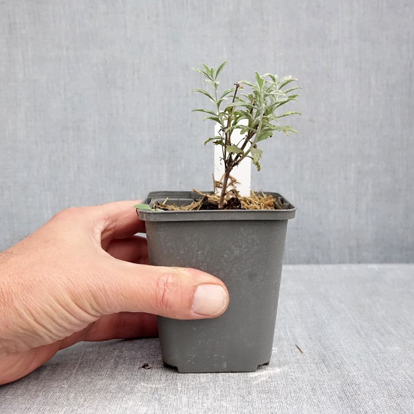 Amostra de Perovskia atriplicifolia Prime time - Sauge d'Afghanistan Vaso de 7/8 cm tal como entregue no outono