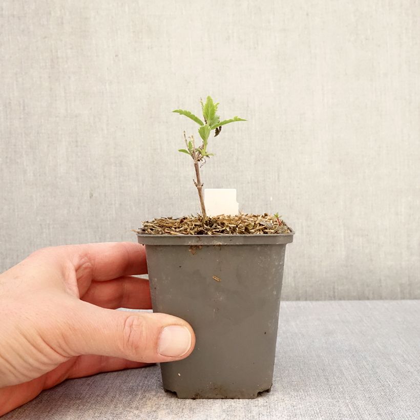 Amostra de Perovskia atriplicifolia Prime Time Vaso de 7/8 cm tal como entregue na primavera