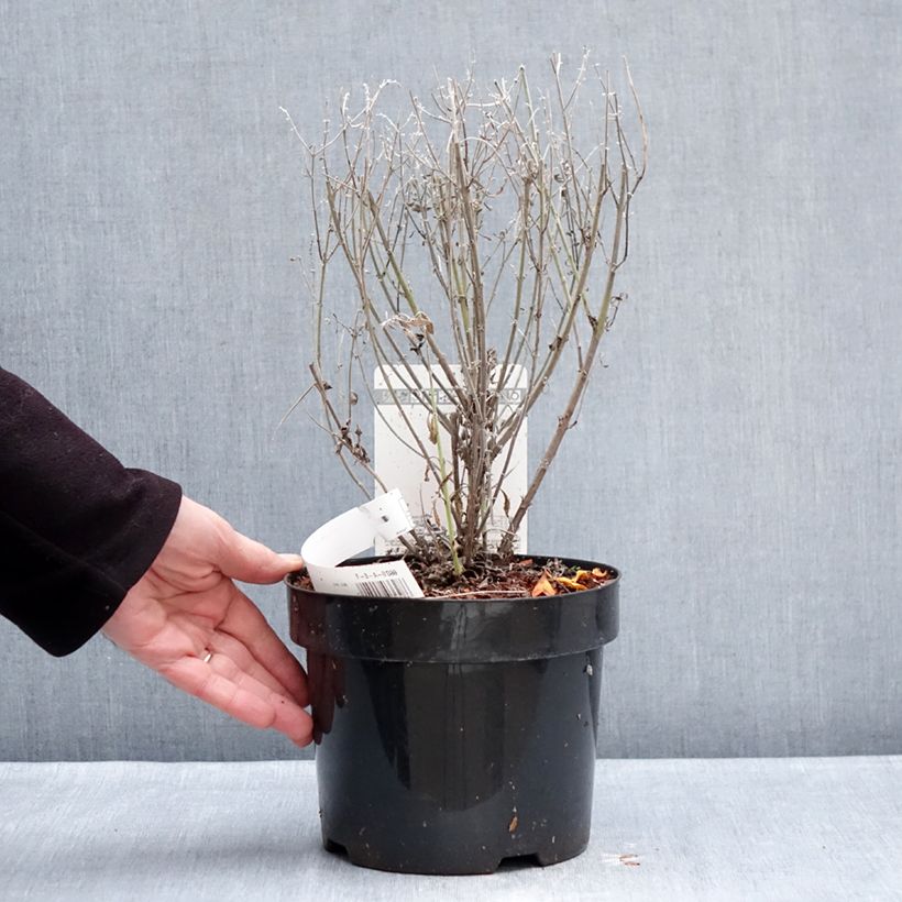 Amostra de Perovskia atriplicifolia Prime time - Sauge d'Afghanistan Vaso de 3 L/4 L tal como entregue no inverno