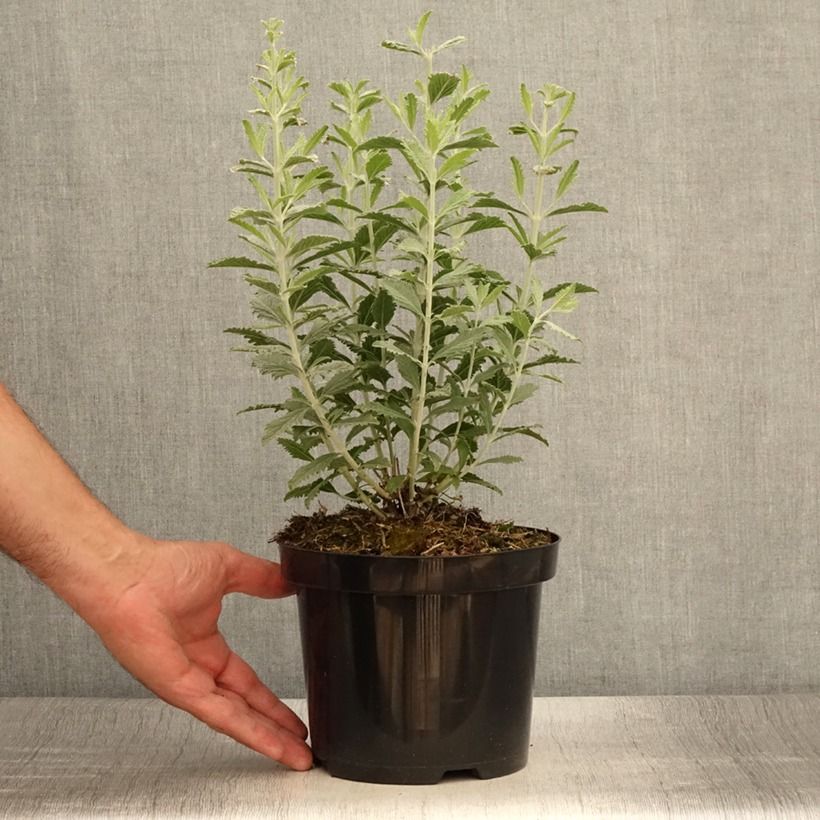Amostra de Perovskia atriplicifolia Silvery Blue Vaso de 1,5 L/2 L tal como entregue no verão