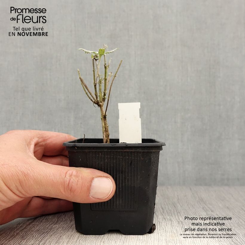 Amostra de Perovskia atriplicifolia Silvery Blue Vaso de 8/9 cm tal como entregue no outono