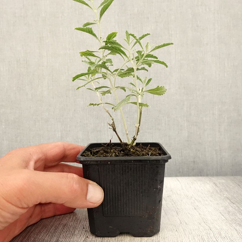 Amostra de Perovskia atriplicifolia Silvery Blue Vaso de 8/9 cm tal como entregue no verão