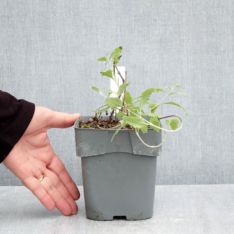 Amostra de Perovskia atriplicifolia Silvery Blue Vaso de 1,5 L/2 L tal como entregue no outono