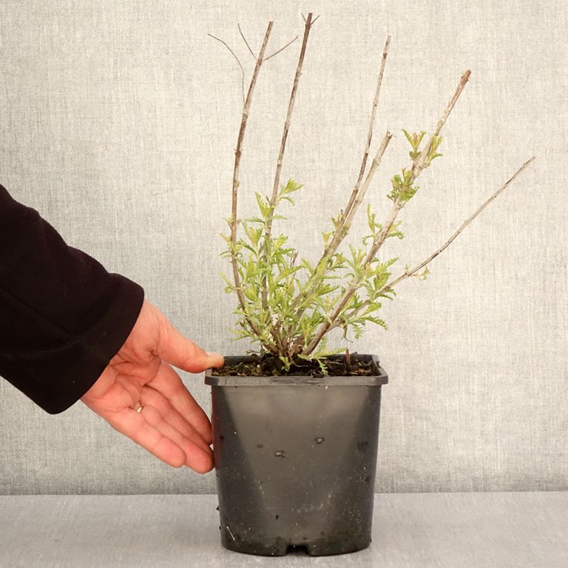 Amostra de Perovskia atriplicifolia Silvery Blue Vaso de 1,5 L/2 L tal como entregue na primavera