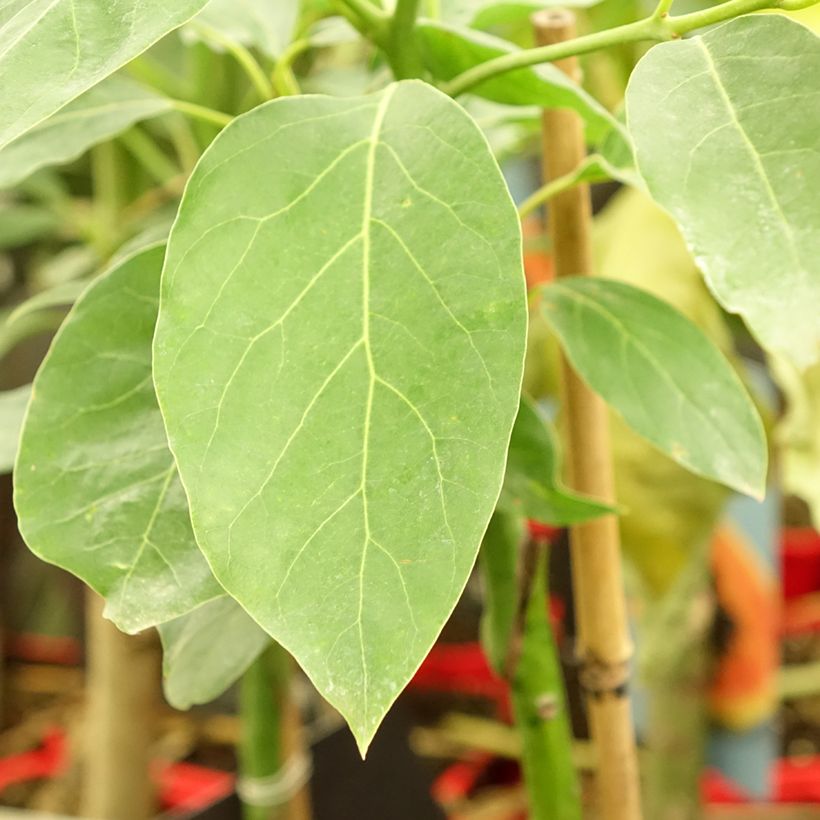 Abacate Hass - Abacateiro (Folhagem)