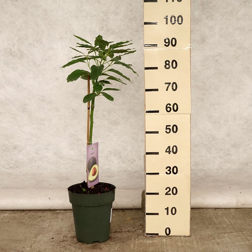 Amostra de Abacate Hass - Abacateiro Vaso de 6 L/7 L tal como entregue no verão