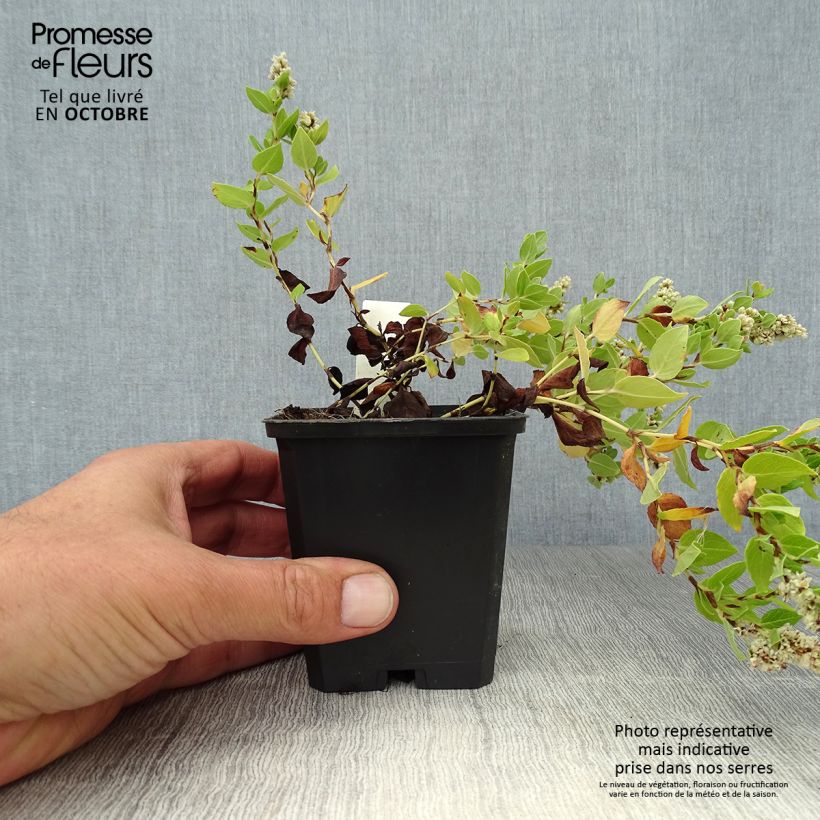Amostra de Aconogonon tortuosum var. glabrifolium Vaso de 8/9 cm tal como entregue no outono