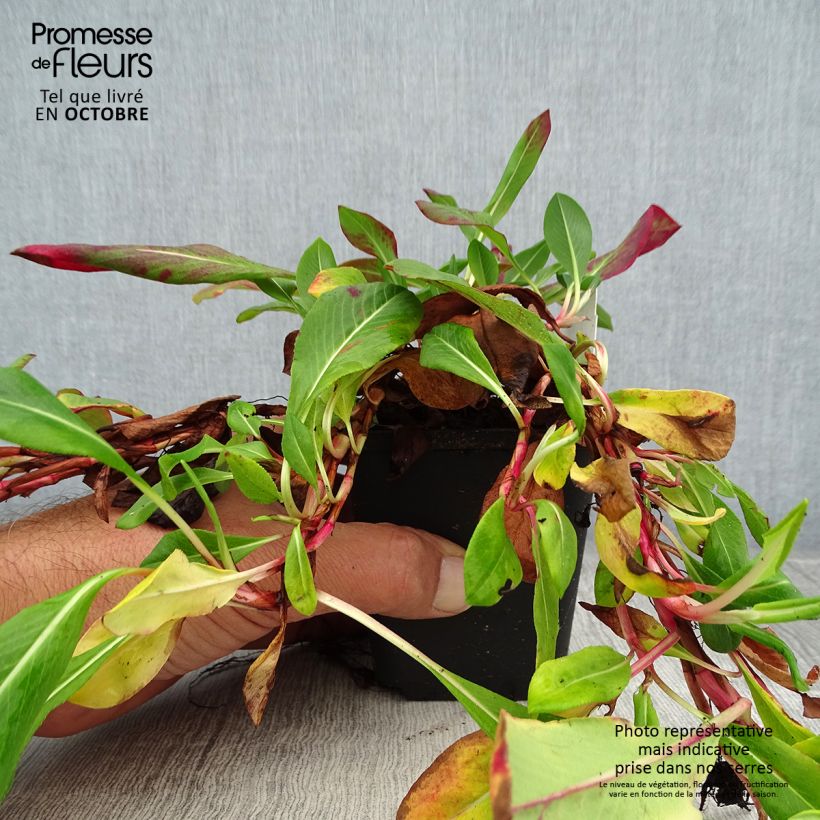 Amostra de Persicaria affinis Superba Vaso de 8/9 cm tal como entregue no outono