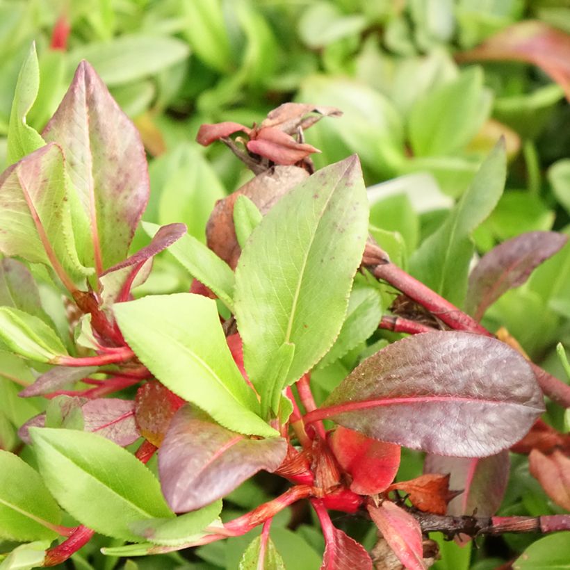 Persicaria affinis Superba (Folhagem)