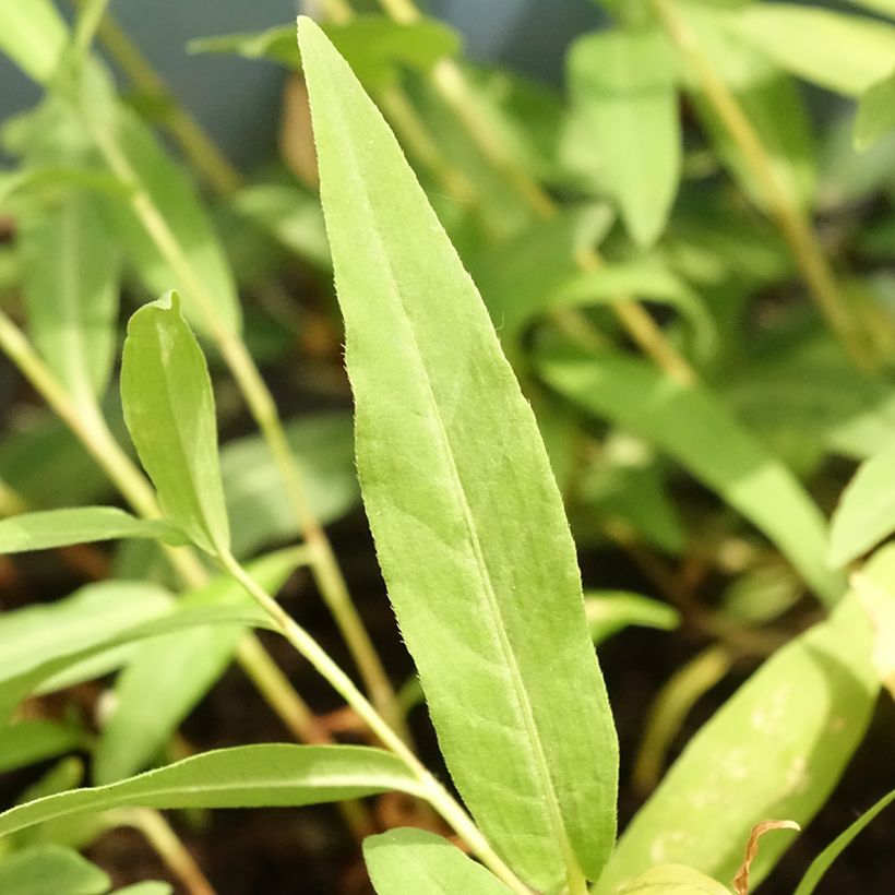 Persicaria amphibia (Folhagem)