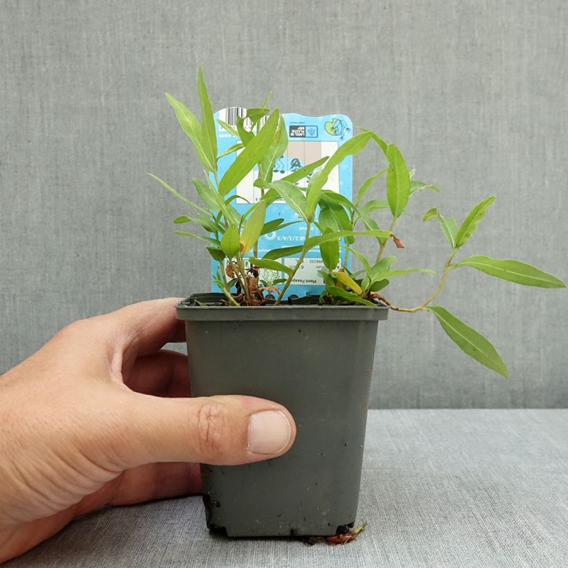 Amostra de Persicaria amphibia Vaso de 8/9 cm tal como entregue no verão