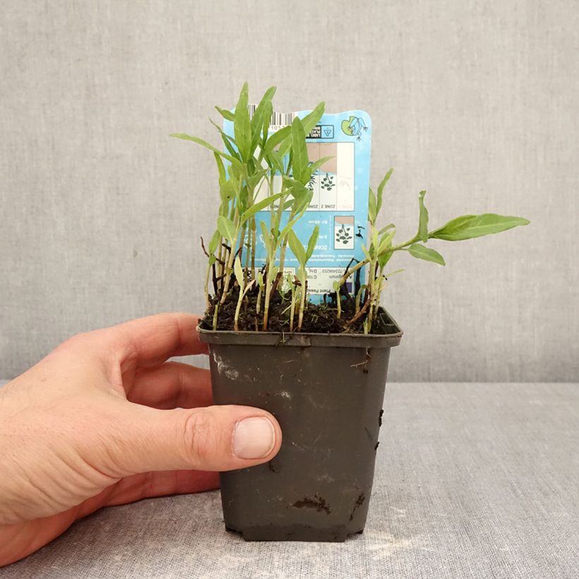 Amostra de Persicaria amphibia Vaso de 8/9 cm tal como entregue na primavera