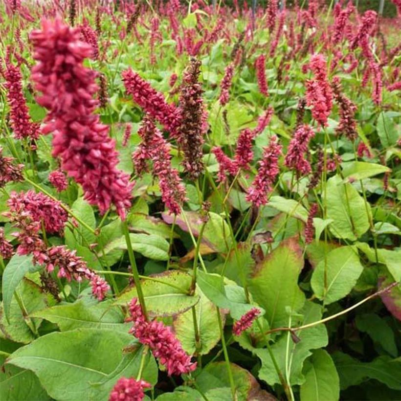 Persicaria amplexicaulis Dikke Floskes (Floração)
