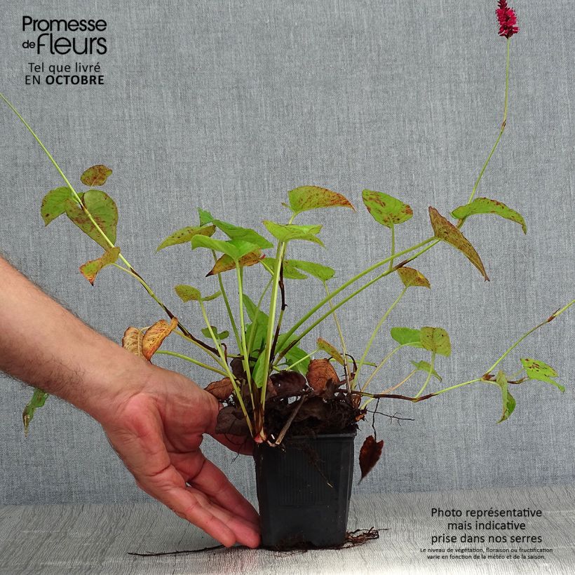 Amostra de Persicaria amplexicaulis Speciosa Vaso de 8/9 cm tal como entregue no outono