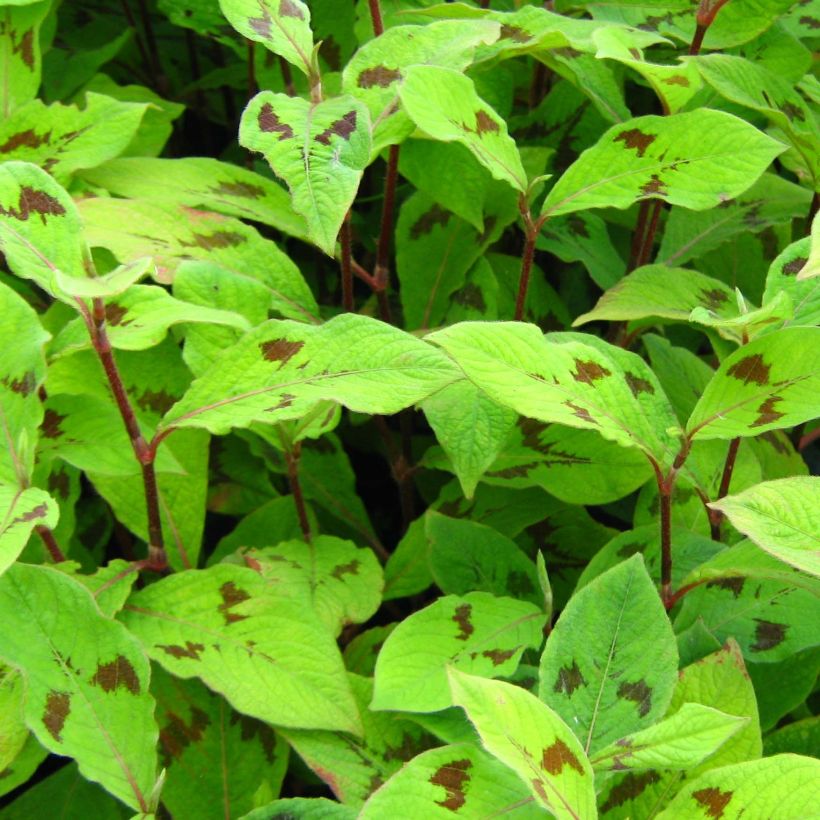 Persicaria virginiana var. filiformis (Folhagem)
