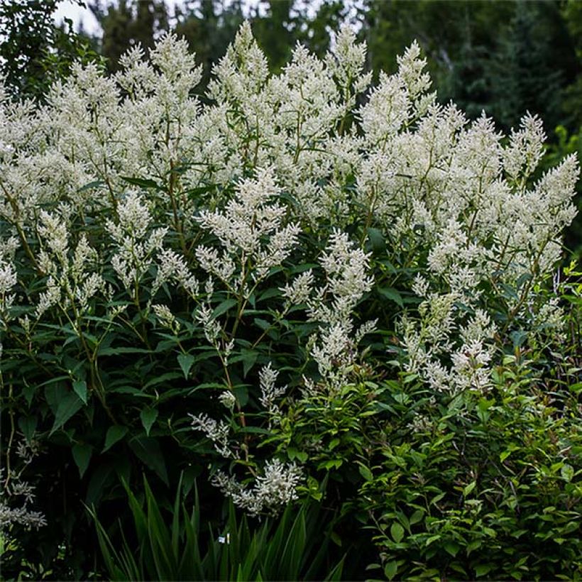 Persicaria polymorpha (Hábito)