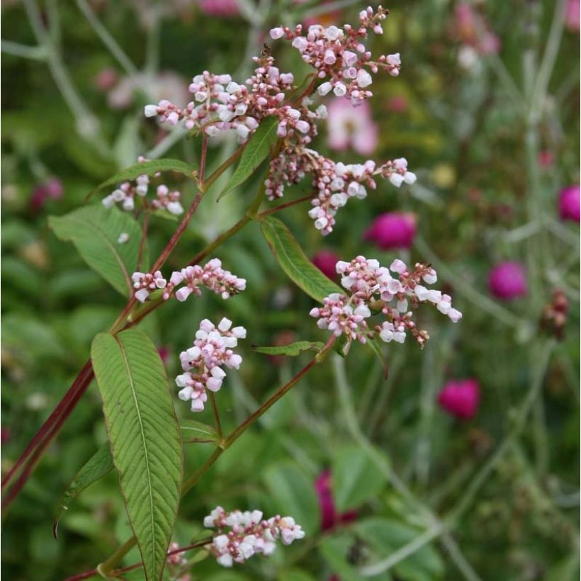 Persicaria campanulata (Floração)