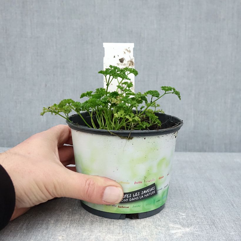 Amostra de Salsa crespa verde escura Bio plantas jovens Vaso de 10 cm/11 cm tal como entregue no inverno