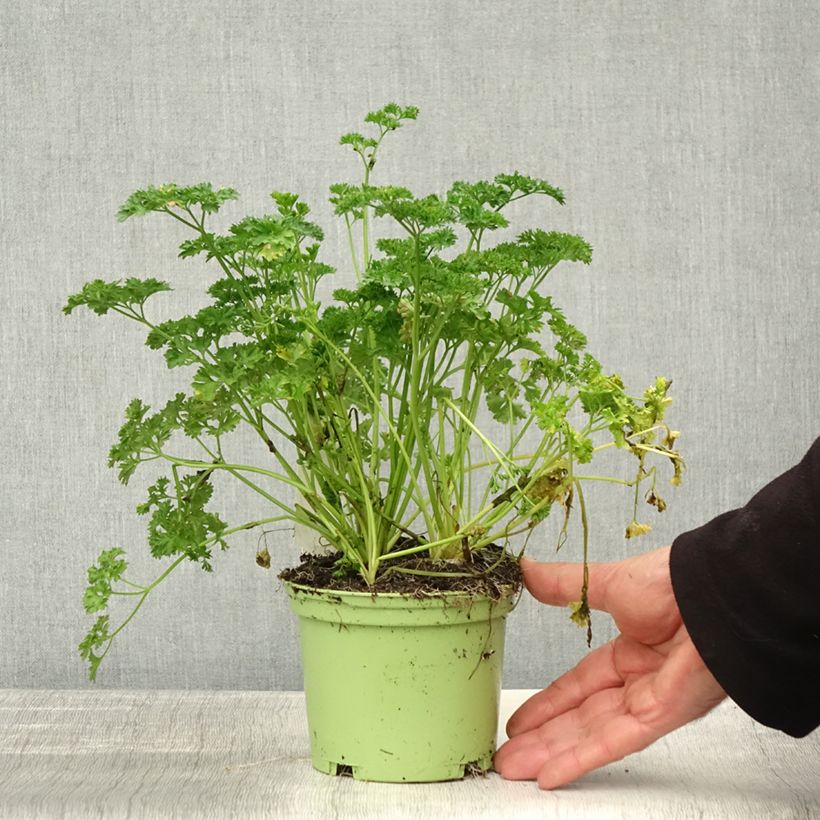Amostra de Salsa crespa verde escura Bio plantas jovens Vaso de 2 L/3 L tal como entregue no outono