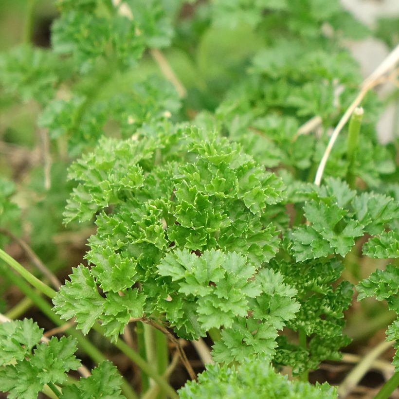 Salsa crespa verde escura Bio plantas jovens (Folhagem)