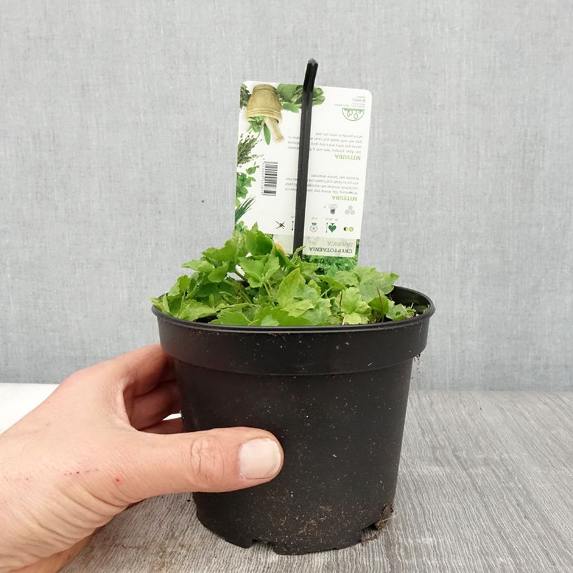 Amostra de Salsa-japonesa - Cryptotaenia japonica Vaso de 1,5 L/2 L tal como entregue na primavera
